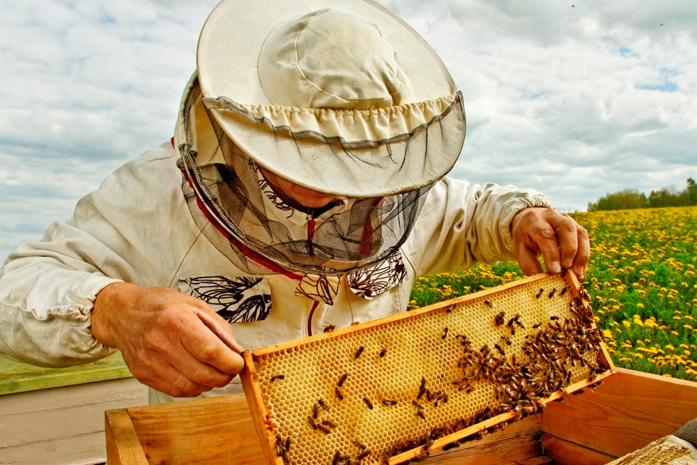 Бджільництво: ключ до успіху у сучасному світі